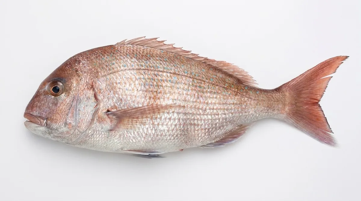 Australasian snapper — Pagrus auratus