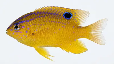 Longfin damselfish