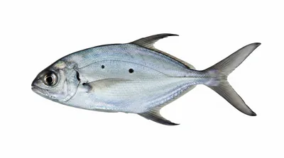 Smallspotted dart — Trachinotus baillonii