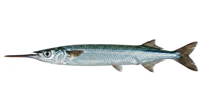 Dusky garfish — Hyporhamphus melanochir