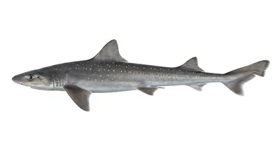 Gummy shark — Mustelus antarcticus