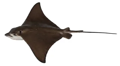 Common eagle ray