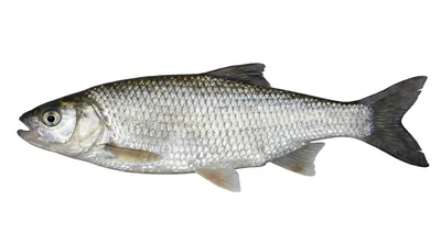 Common dace