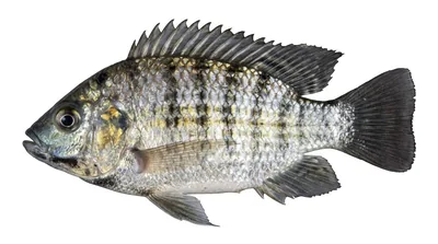 Blackchin tilapia