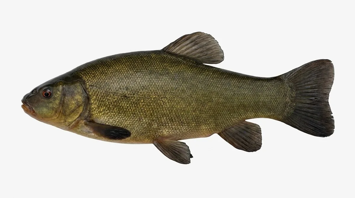 Tench — Tinca tinca