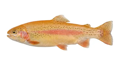 Golden rainbow trout