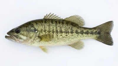 Guadalupe bass