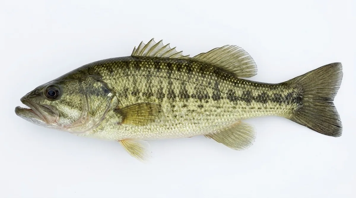 Guadalupe bass — Micropterus treculii