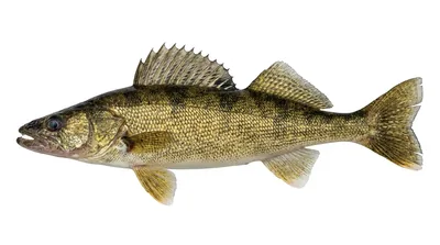 Walleye