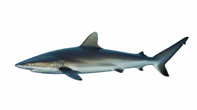 Silky shark