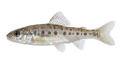 Troutperch