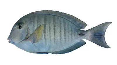 Doctorfish tang