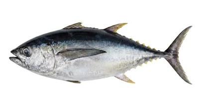 Bigeye tuna