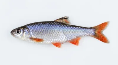 Red shiner