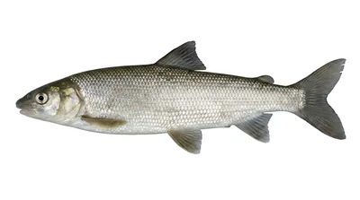 Mountain whitefish