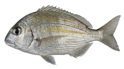 Cape stumpnose