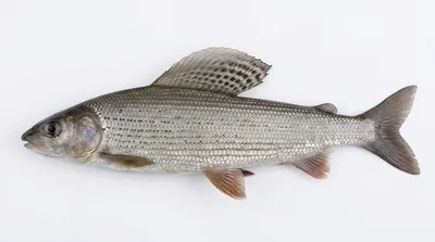 European grayling
