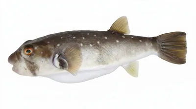 Common puffer