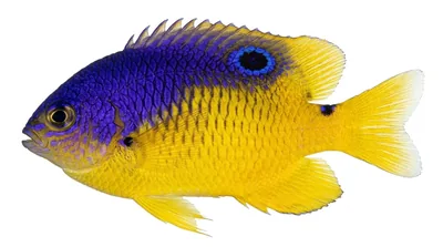 Cocoa damselfish