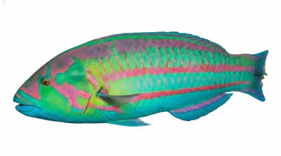 Surge wrasse