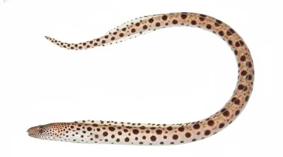 Blackspotted snake eel
