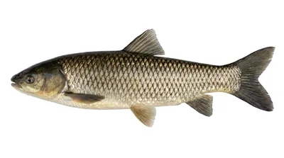 Grass carp