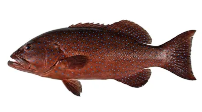 Roving grouper