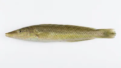 Cigar wrasse