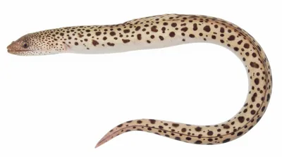 Spotted spoon-nose eel