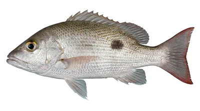 Mahogany snapper