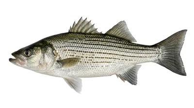 Hybrid striped bass
