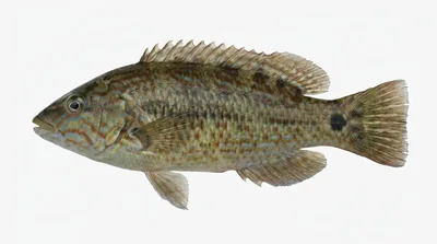Corkwing wrasse