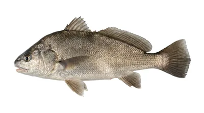 Freshwater drum