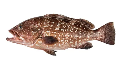 Red grouper