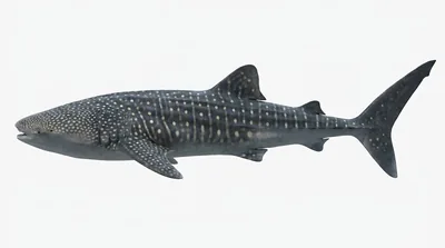 Whale shark — Rhincodon typus