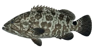 Camouflage grouper