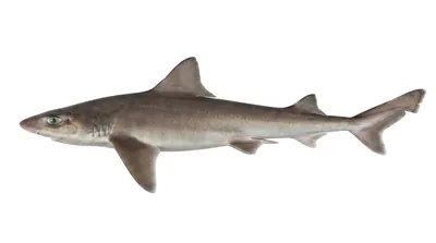 Common smooth-hound — Mustelus mustelus
