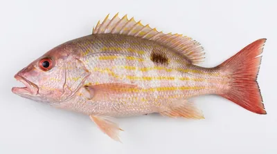 Lane snapper