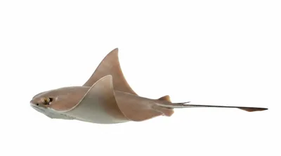Cownose ray