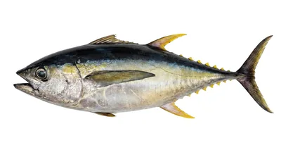Yellowfin tuna