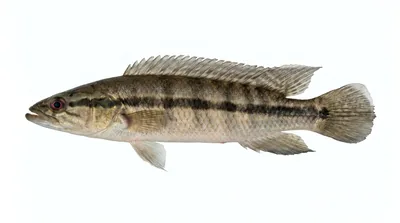 Pike cichlid