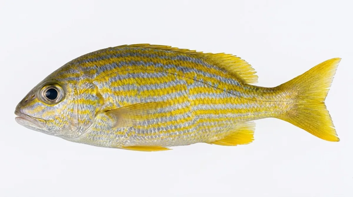 French grunt — Haemulon flavolineatum