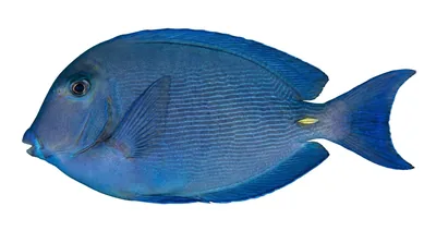 Blue tang — Acanthurus coeruleus