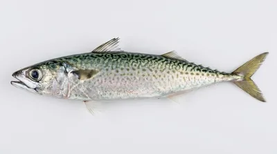 Atlantic chub mackerel