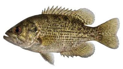 Rock bass