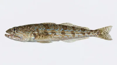Atlantic lizardfish — Synodus saurus