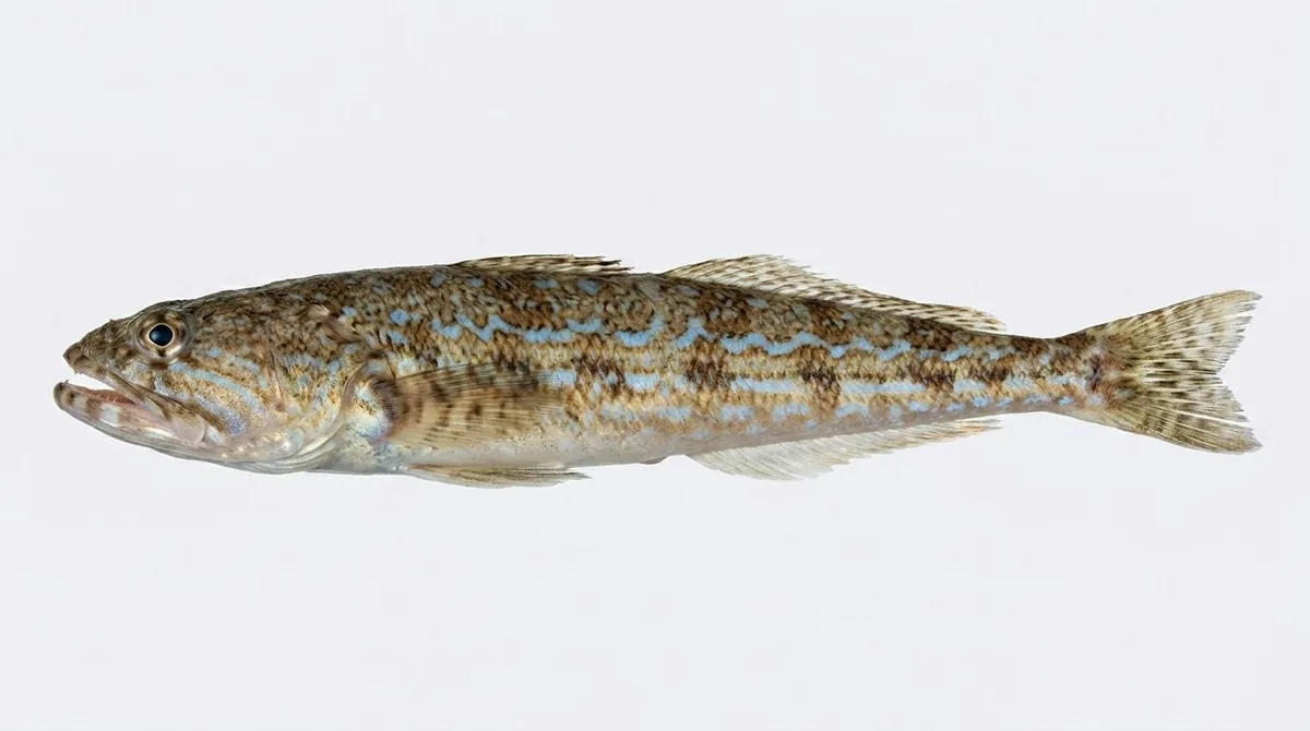 Atlantic lizardfish — Synodus saurus