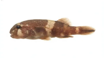 California clingfish — Gobiesox rhessodon