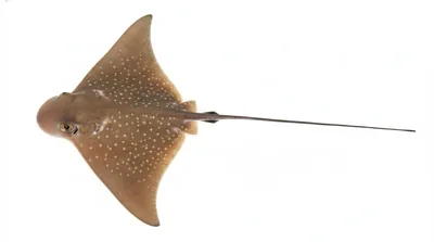 Bullnose eagle ray