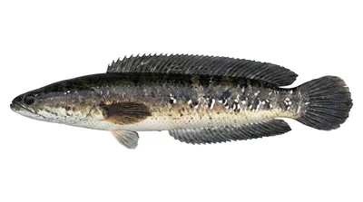 Pleurophthalma snakehead